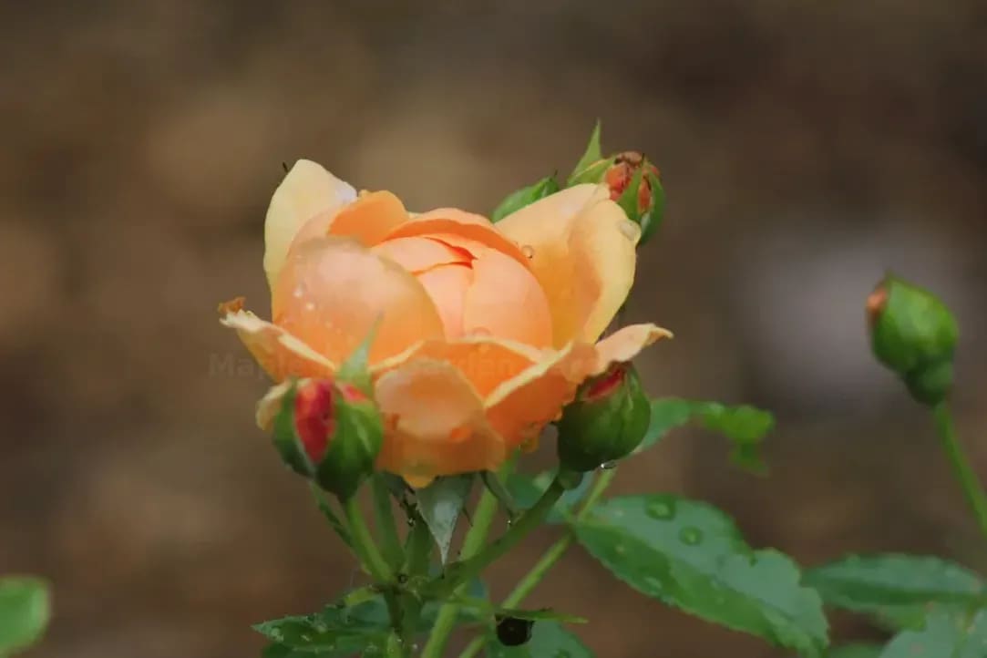 Spring Garden Prep Tips for a Healthier Growing Season